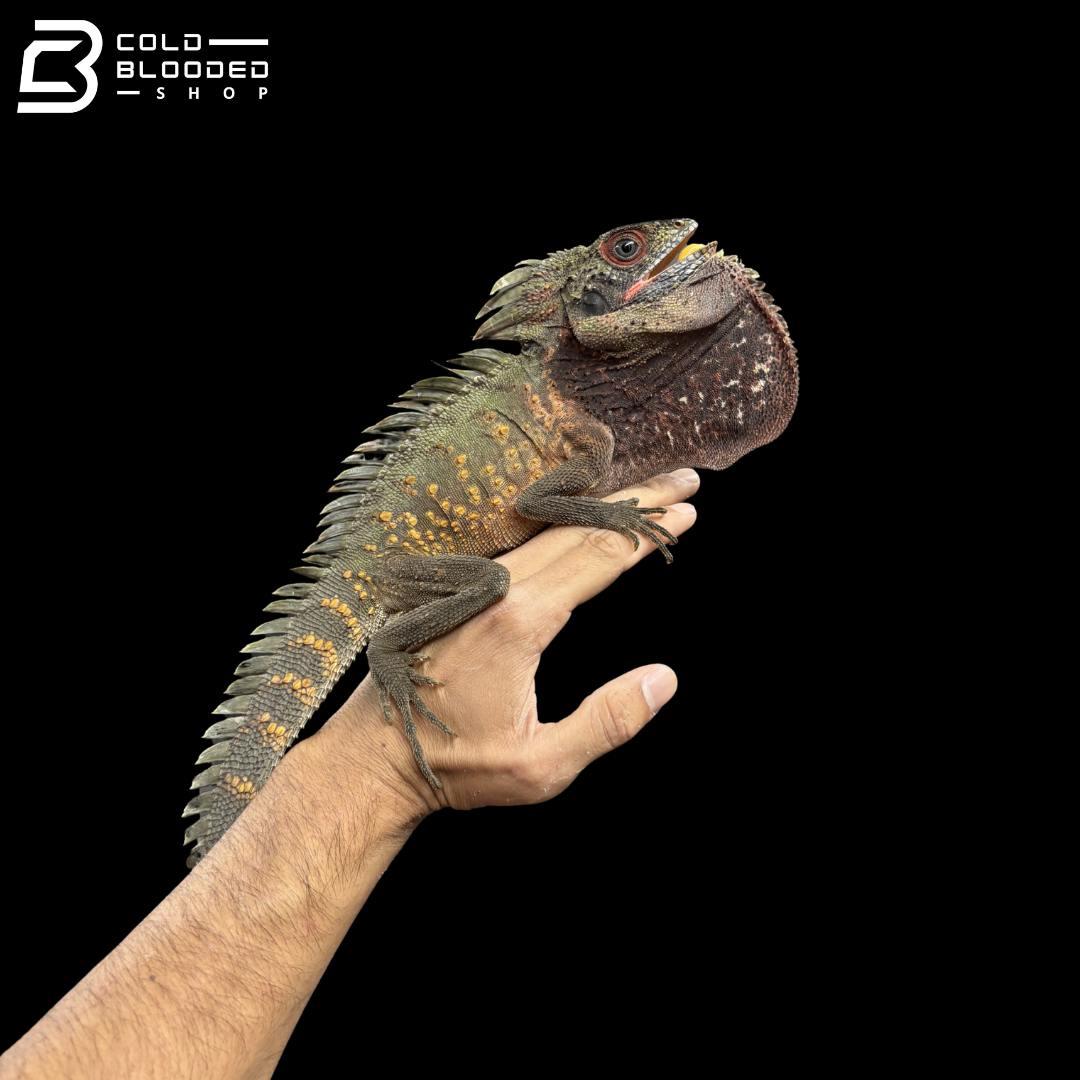 Green Crowned Forest Dragon - Lophosaurus Dilophus