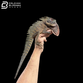 Green Crowned Forest Dragon - Lophosaurus Dilophus