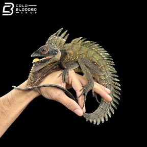 Green Crowned Forest Dragon - Lophosaurus Dilophus