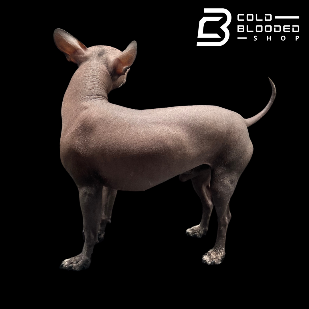 Mexican Hairless Dog - Xoloitzcuintli