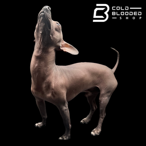 Mexican Hairless Dog - Xoloitzcuintli