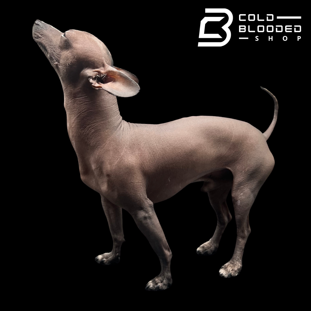 Mexican Hairless Dog - Xoloitzcuintli