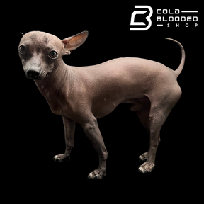 Mexican Hairless Dog - Xoloitzcuintli