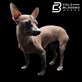 Mexican Hairless Dog - Xoloitzcuintli