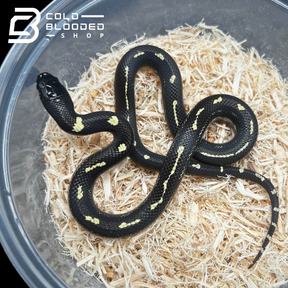 Baby Dot Dash California Kingsnakes - Lampropeltis californiae