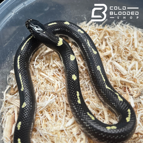 Baby Dot Dash California Kingsnakes - Lampropeltis californiae