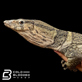 Adult Female Dumeril's Monitor Varanus dumerilii