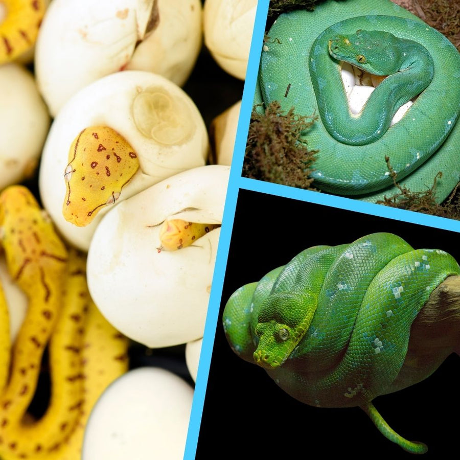 Baby Manokwari Green Tree Pythons - Morelia viridis