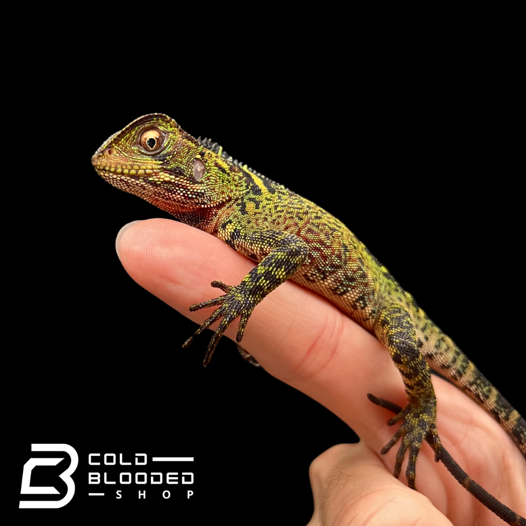 Juvenile Amazon Dwarf-Iguana - Enyalioides laticeps