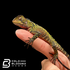 Juvenile Amazon Dwarf-Iguana - Enyalioides laticeps