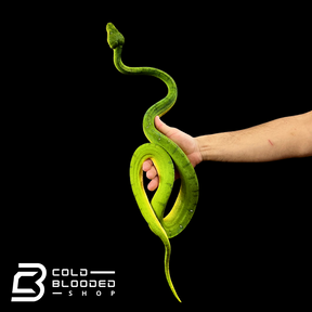 Female Emerald Tree Boa - Corallus caninus