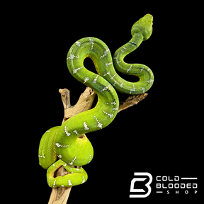 Adult Emerald Tree Boa - Corallus caninus #4