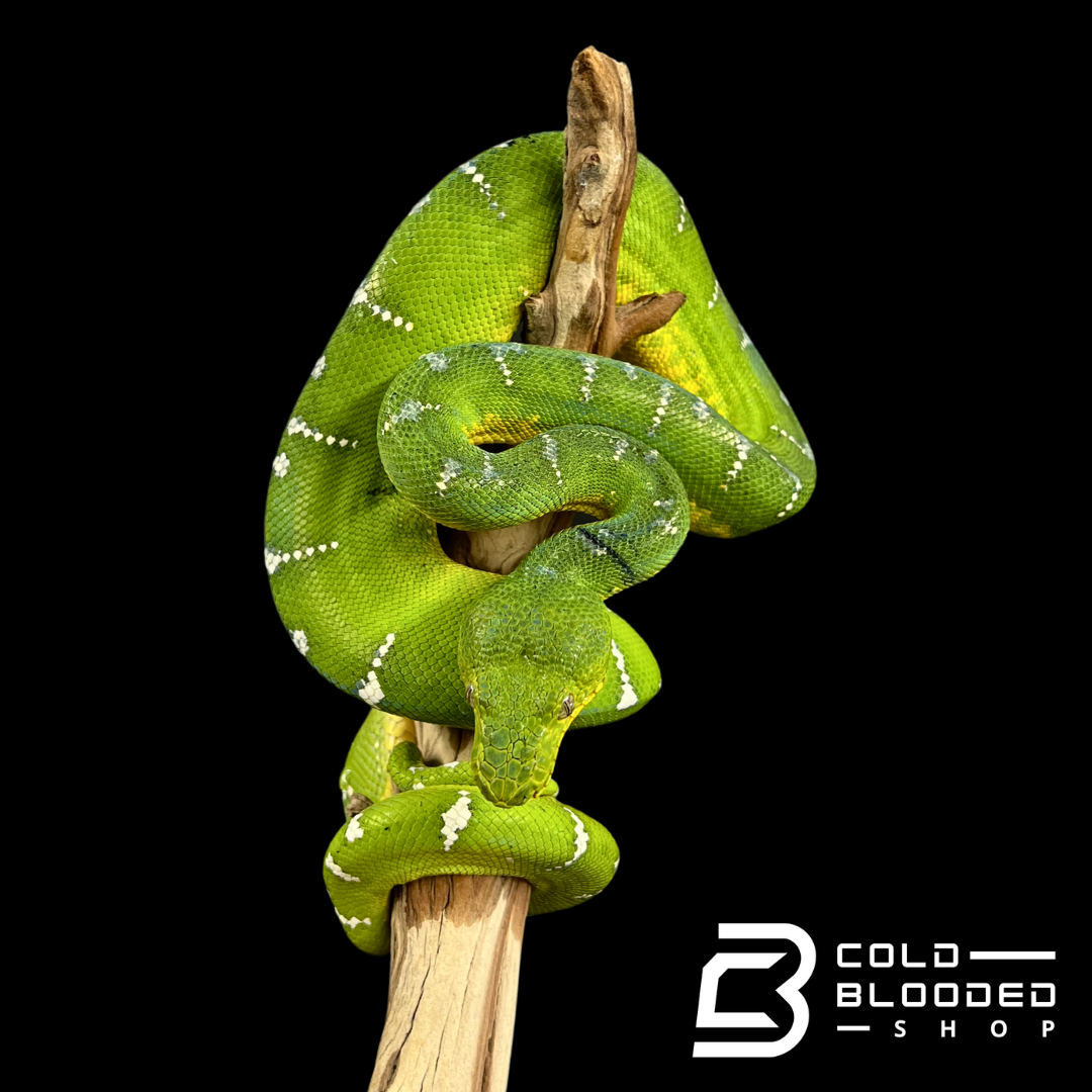 Adult Emerald Tree Boa - Corallus caninus #4