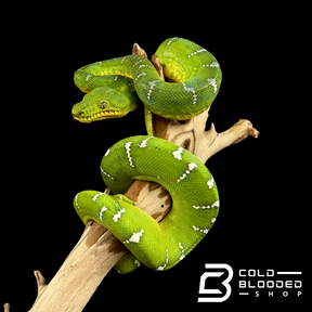 Adult Emerald Tree Boa - Corallus caninus #4