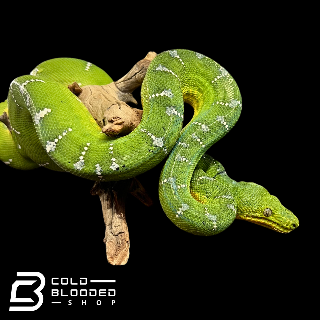 Adult Emerald Tree Boa - Corallus caninus #4