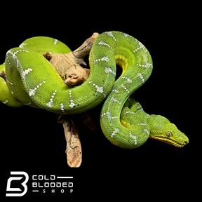 Adult Emerald Tree Boa - Corallus caninus #4