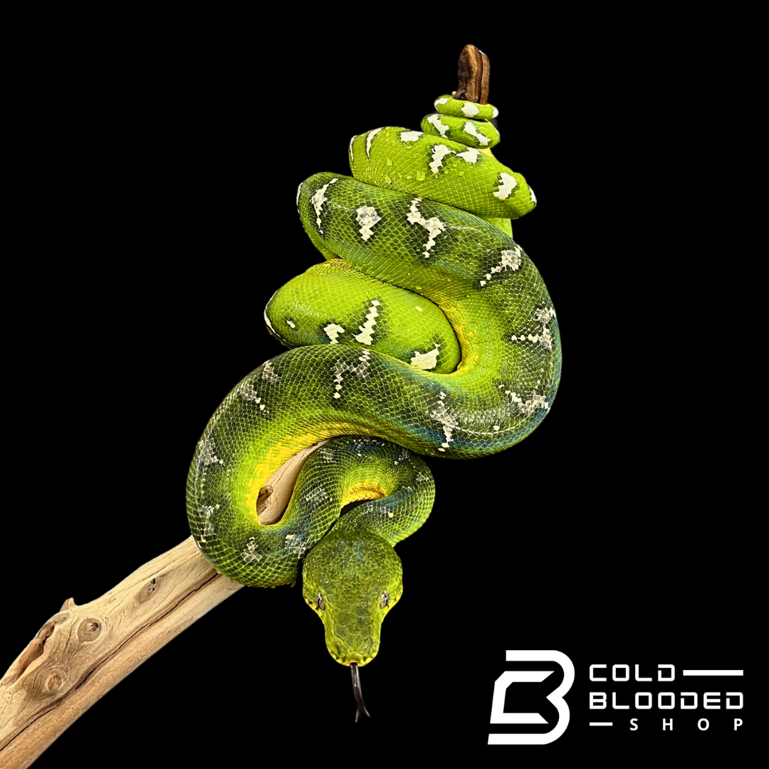 Adult Emerald Tree Boa - Corallus caninus #6