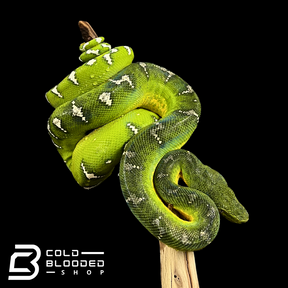 Adult Emerald Tree Boa - Corallus caninus #6