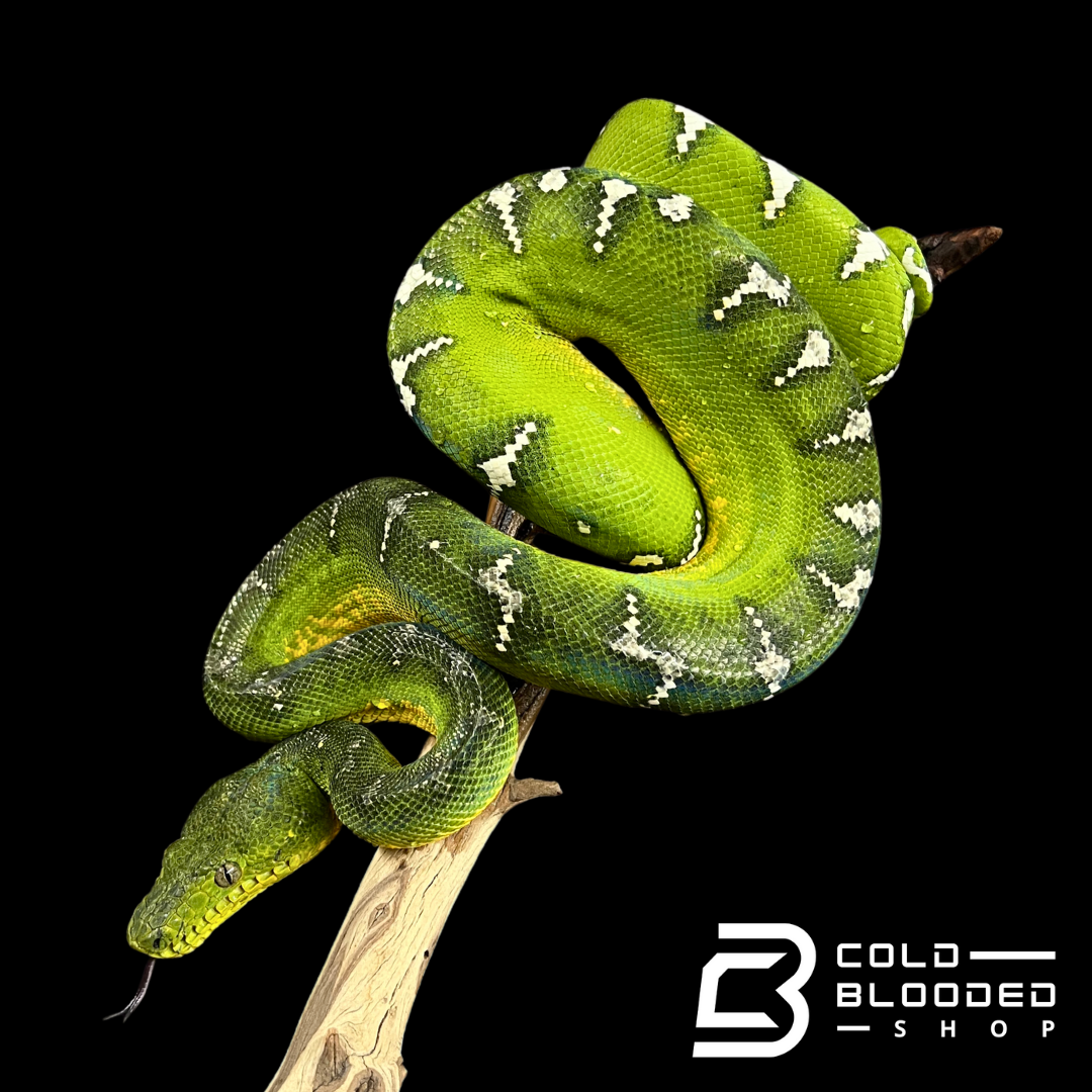 Adult Emerald Tree Boa - Corallus caninus #6