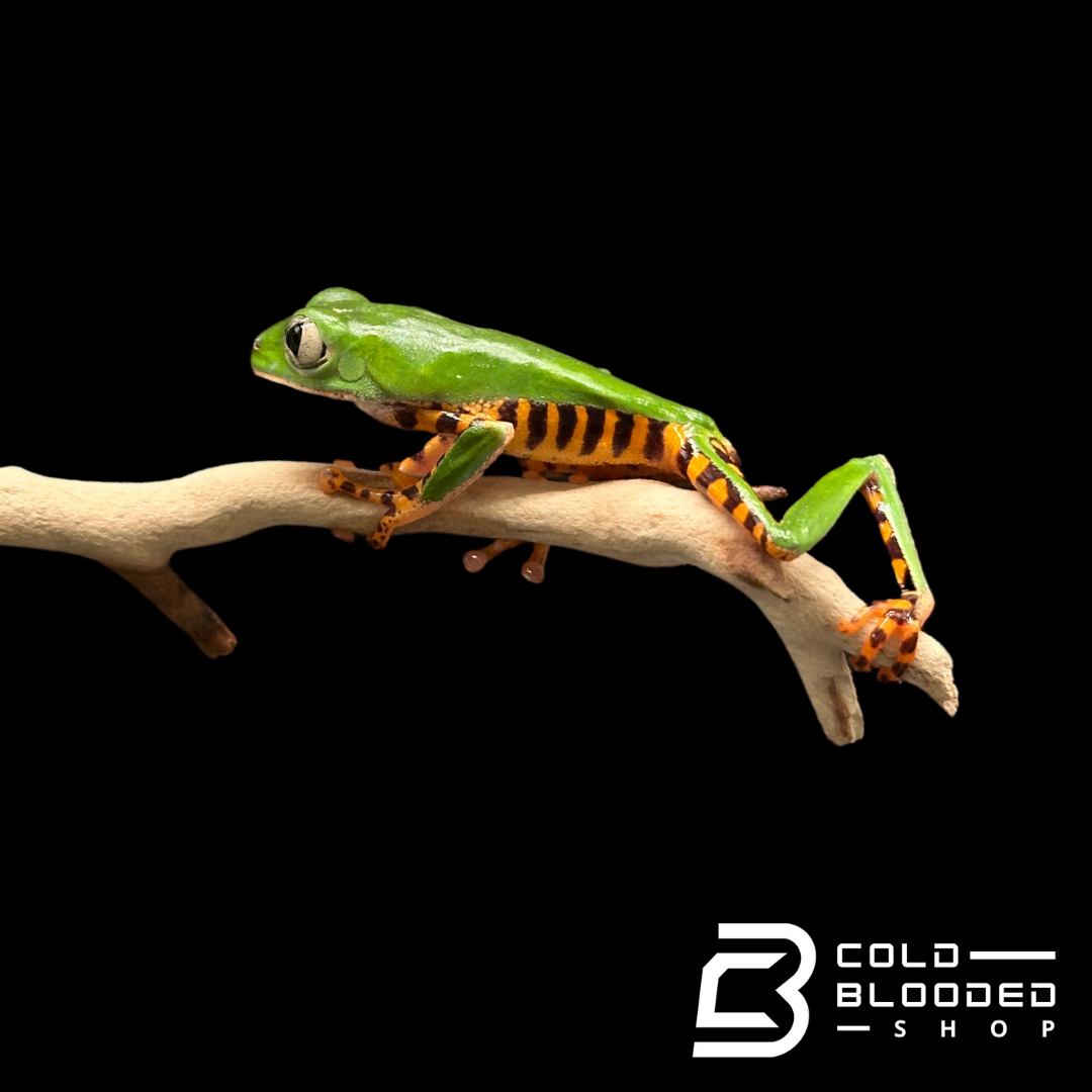 Super Tiger Leg Tree Frogs - Phyllomedusa tomopterna