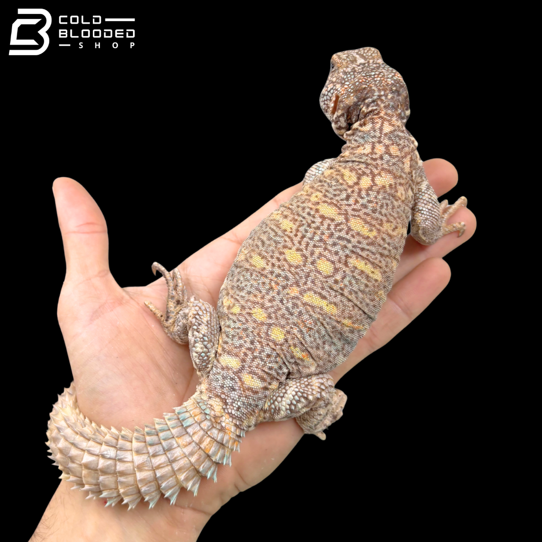 Colorful Female Ornate Uromastyx - Uromastyx Ornata