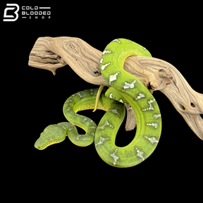 Adult Female Emerald Tree Boa - Corallus caninus