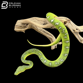Adult Female Emerald Tree Boa - Corallus caninus