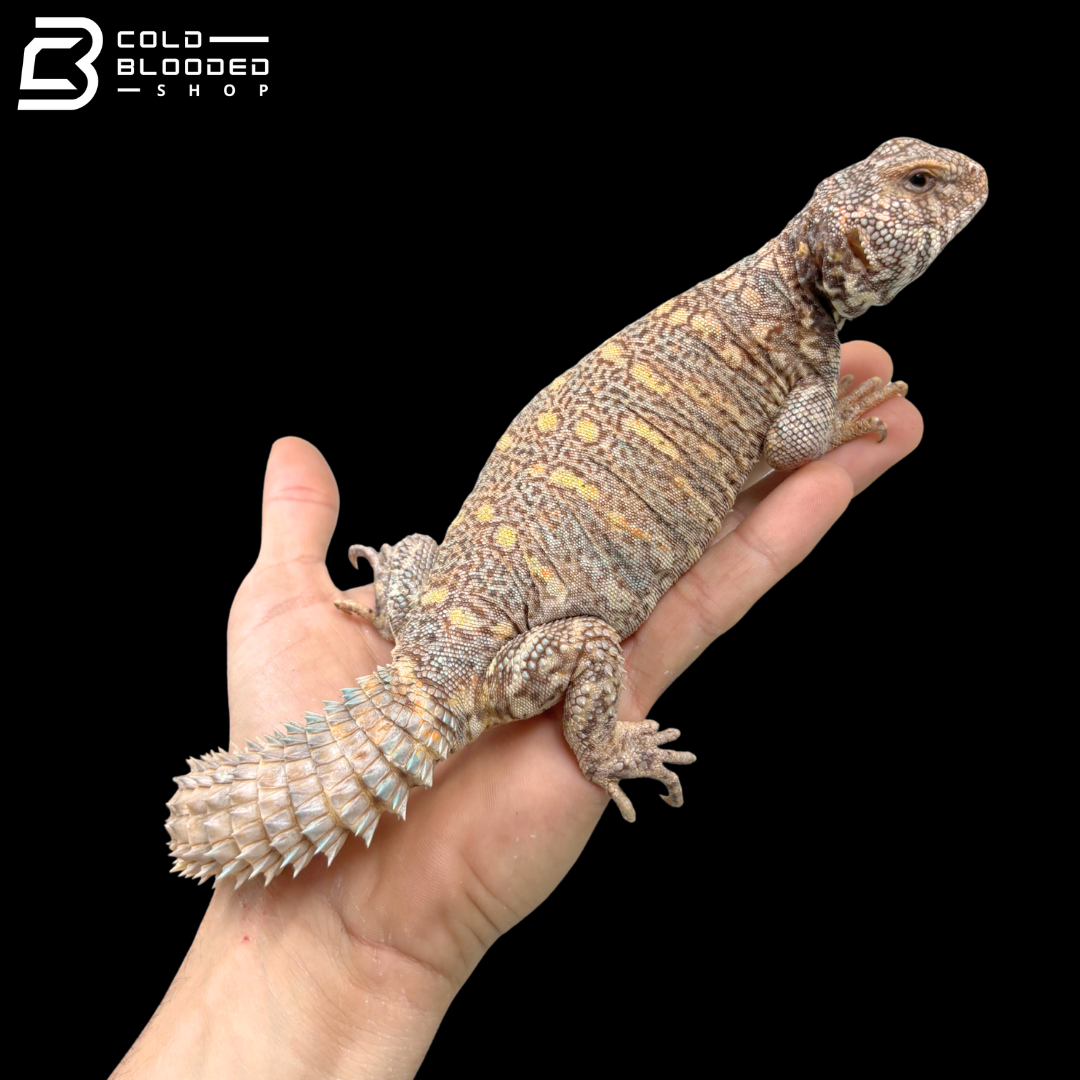 Colorful Female Ornate Uromastyx - Uromastyx Ornata