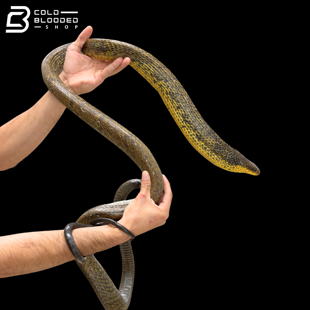 Amazon Puffing Snakes - Spilotes Sulphureus
