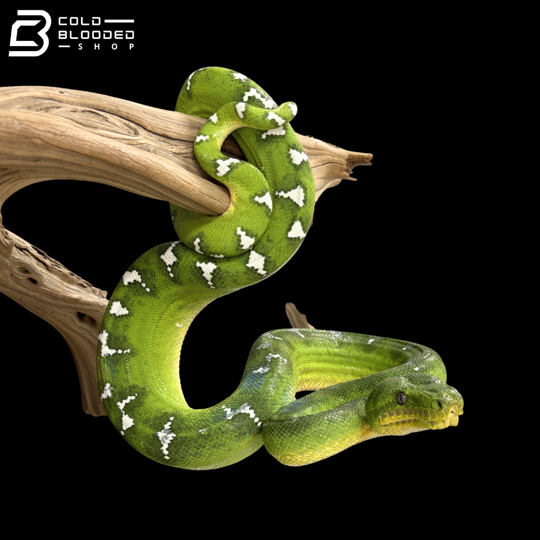 Adult Female Emerald Tree Boa - Corallus caninus