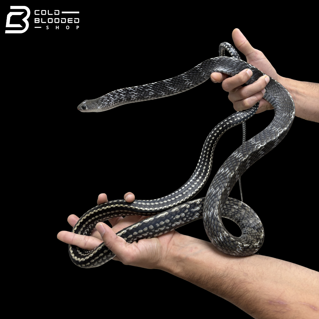 Adult Female Keeled Rat Snake - Ptyas Carinata