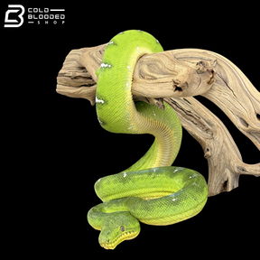 Adult Female Emerald Tree Boa - Corallus caninus
