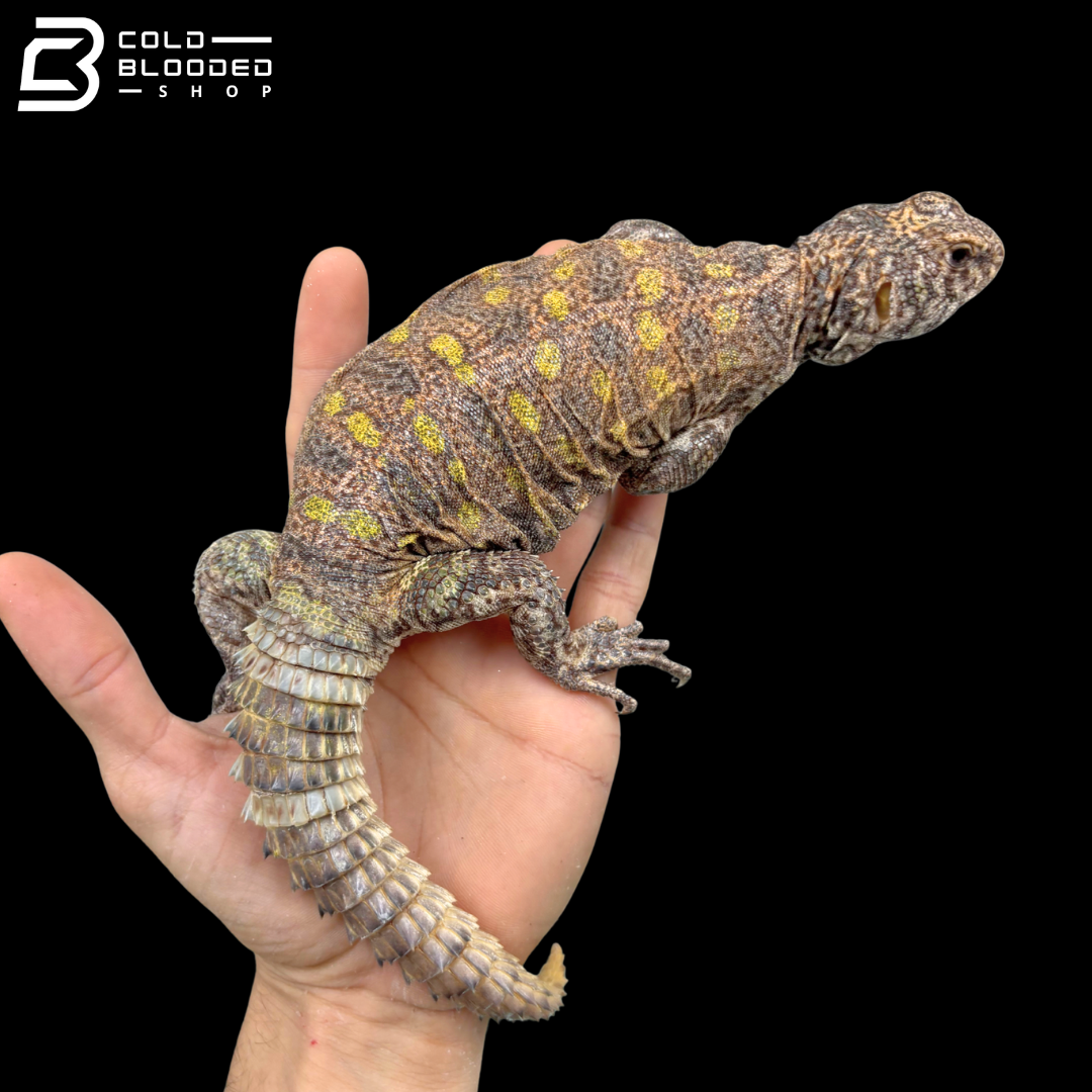 Large Colorful Ornate Uromastyx - Uromastyx Ornata