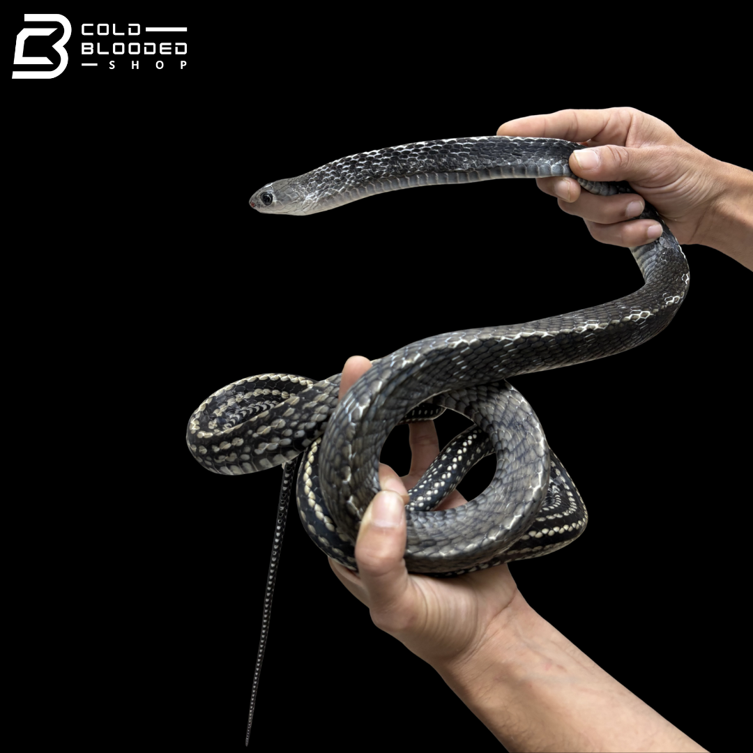 Adult Female Keeled Rat Snake - Ptyas Carinata