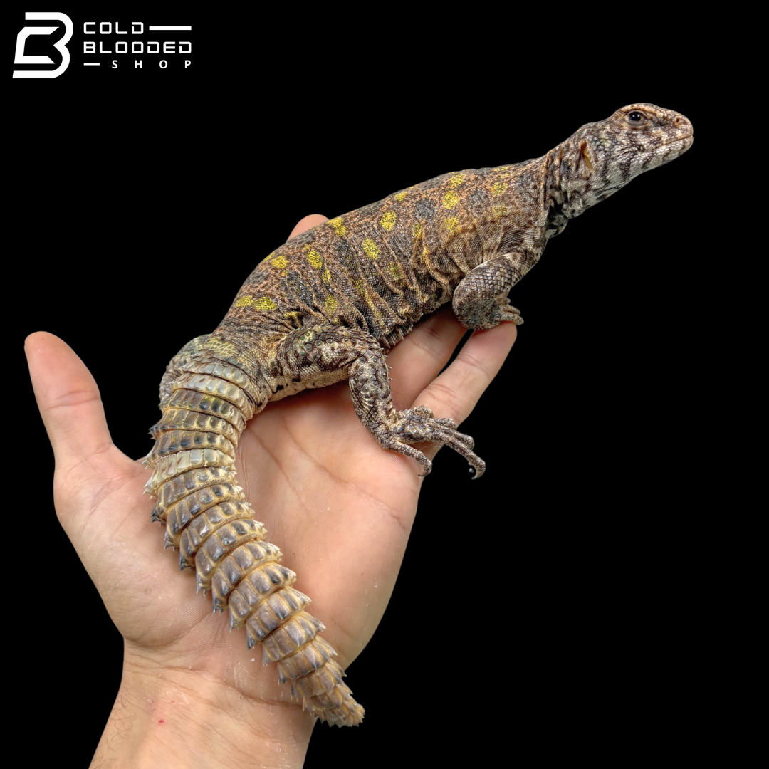 Large Colorful Ornate Uromastyx - Uromastyx Ornata