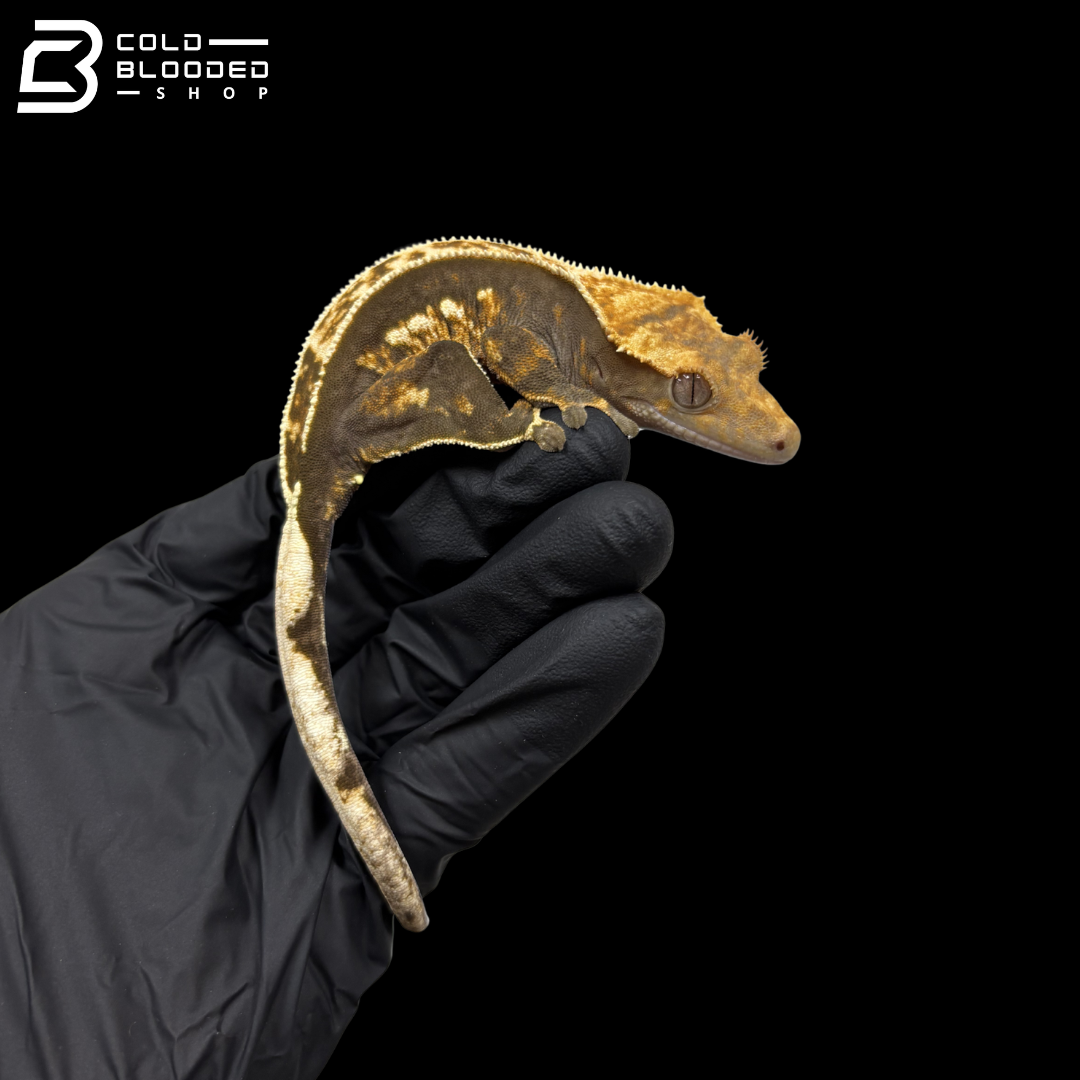 Female Red Base Pinstripe Tricolor Harlequin Crested Gecko