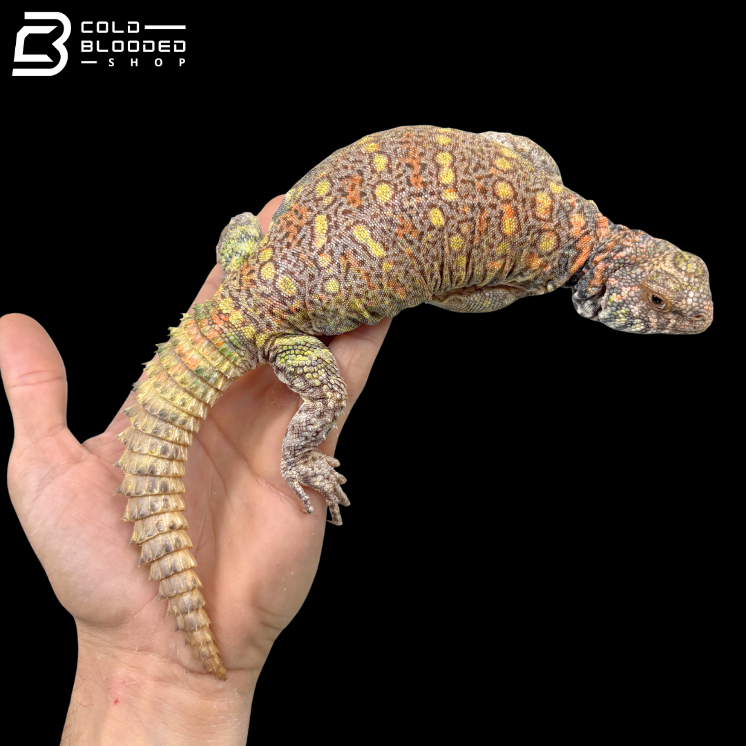 Extremely Colorful Ornate Uromastyx - Uromastyx Ornata