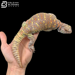 Extremely Colorful Ornate Uromastyx - Uromastyx Ornata
