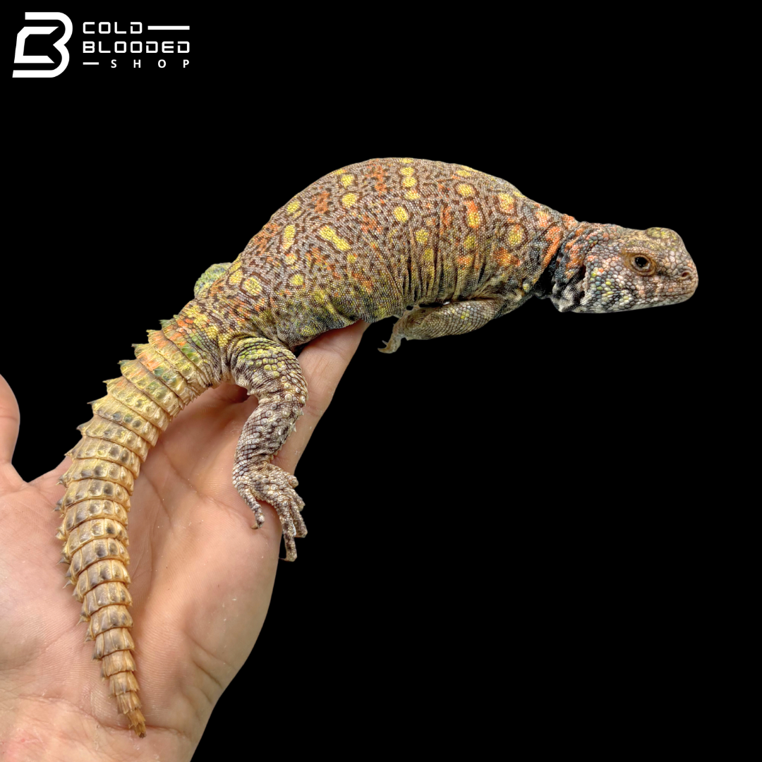 Extremely Colorful Ornate Uromastyx - Uromastyx Ornata