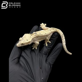 Female Ink Spot Dal Crested Gecko