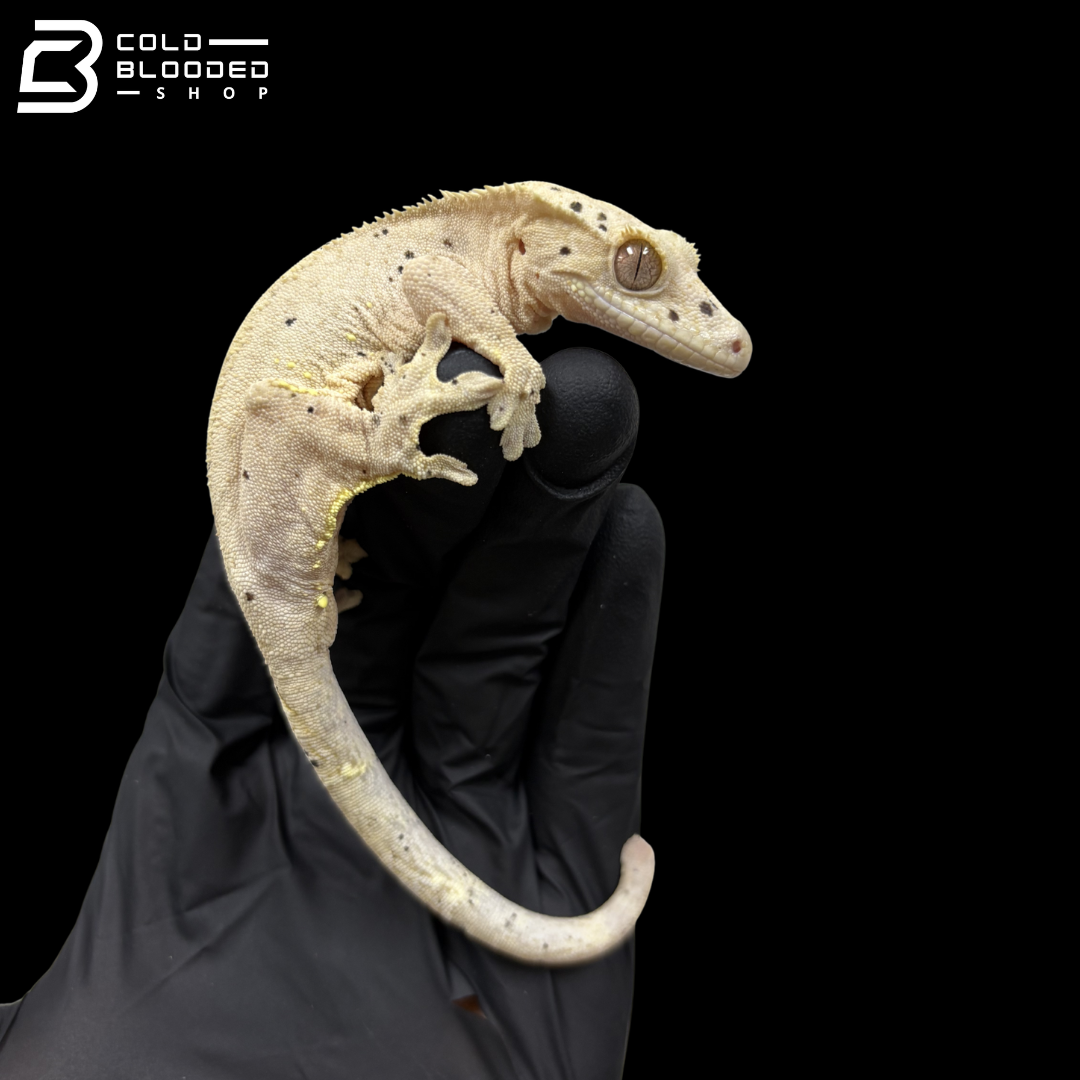Female Ink Spot Dal Crested Gecko