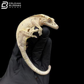 Female Ink Spot Dal Crested Gecko