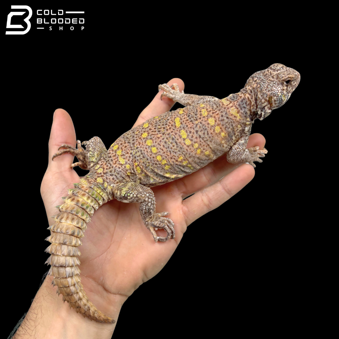 Colorful Female Ornate Uromastyx - Uromastyx Ornata