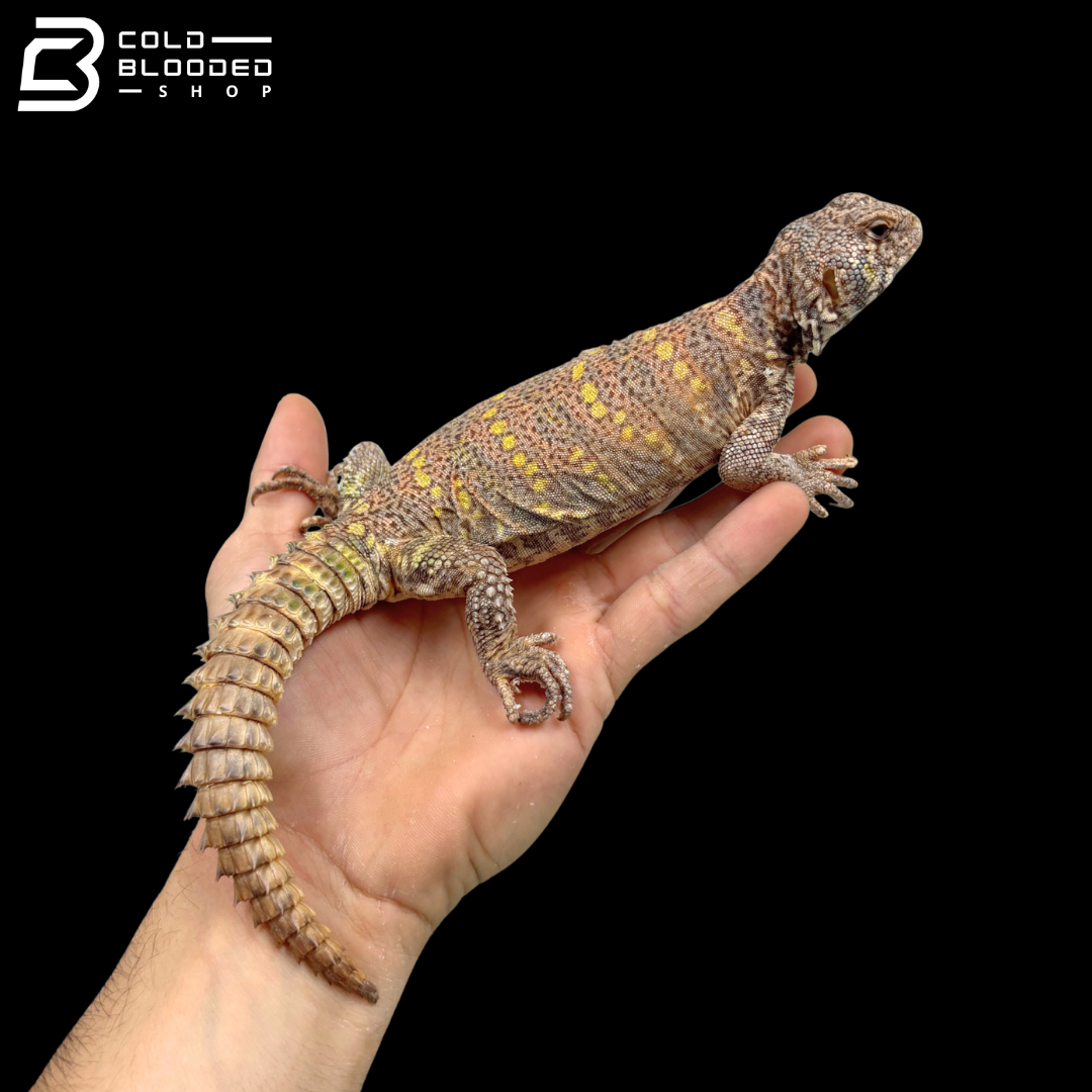 Colorful Female Ornate Uromastyx - Uromastyx Ornata