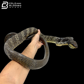 Amazon Puffing Snakes - Spilotes Sulphureus