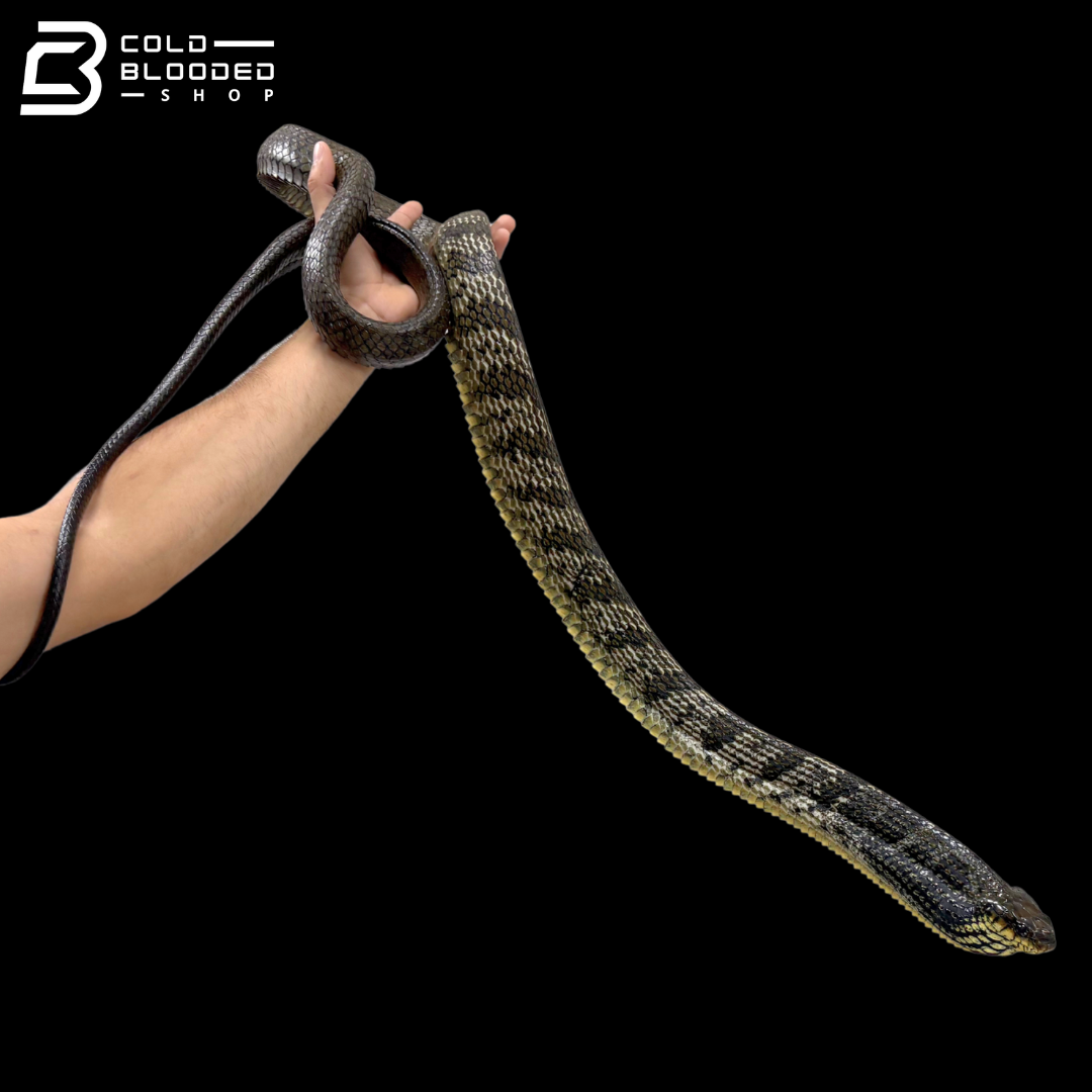 Amazon Puffing Snakes - Spilotes Sulphureus