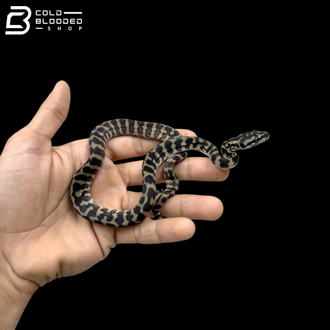 Female Papuan Carpet Pyhons - Morelia Spilota Harrisoni