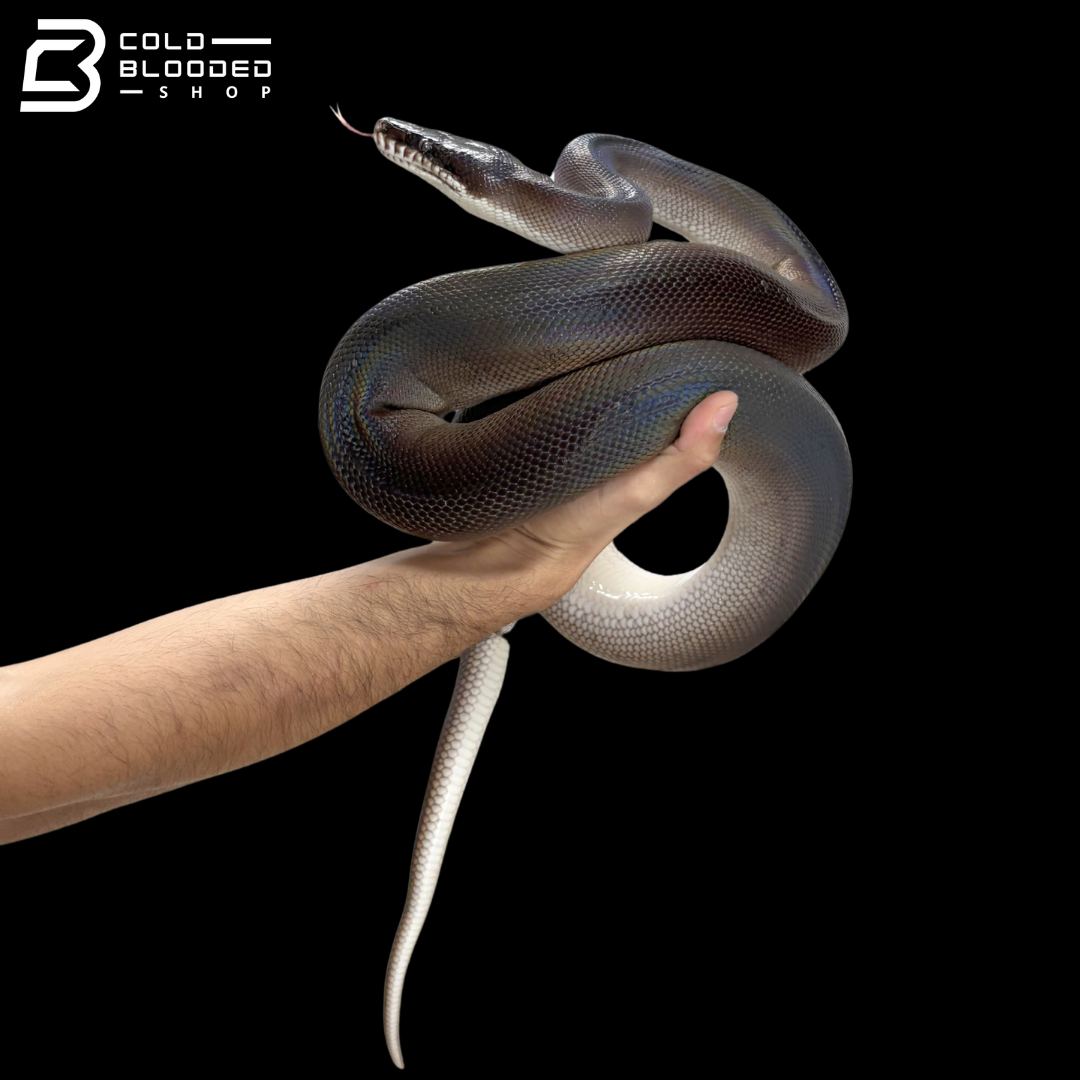 USCBB Adult Pair Of Southern White Lipped Pythons - Bothrochilus Meridionalis