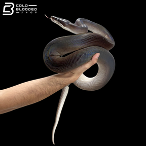 USCBB Adult Pair Of Southern White Lipped Pythons - Bothrochilus Meridionalis