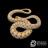 Juvenile Egyptian False Cobras - Malpolon moilensis